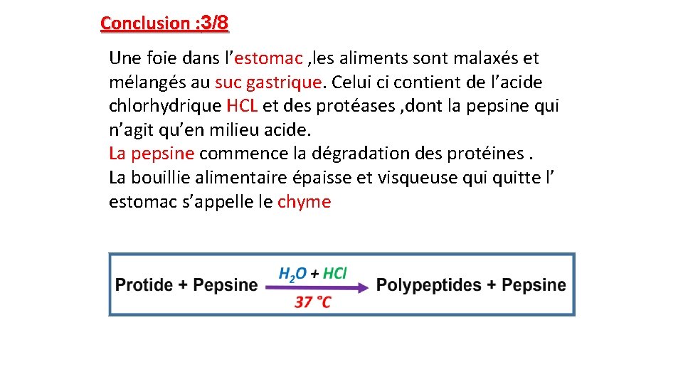 Conclusion : 3/8 Une foie dans l’estomac , les aliments sont malaxés et mélangés