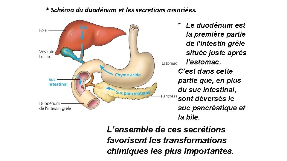  * Schéma du duodénum et les secrétions associées. * Le duodénum est la