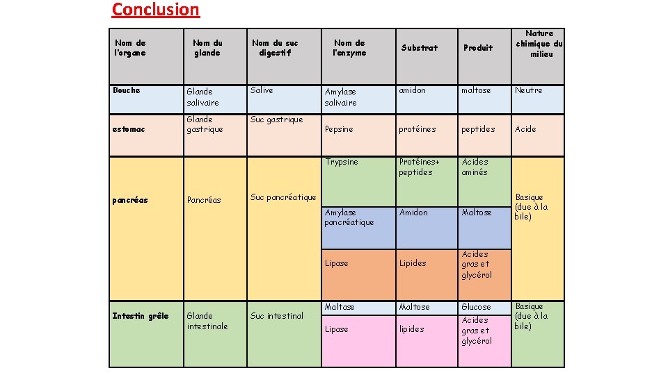 Conclusion Nom de l’organe Nom du glande Nom du suc digestif Nom de l’enzyme