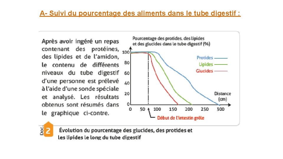 A- Suivi du pourcentage des aliments dans le tube digestif : 