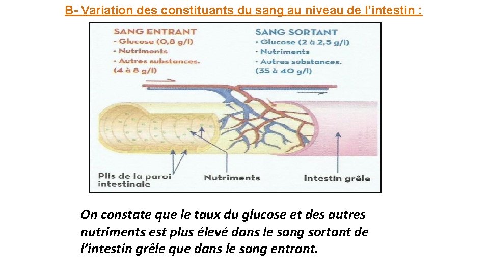 B- Variation des constituants du sang au niveau de l’intestin : On constate que B- Variation des constituants du sang au niveau de l’intestin : On constate que