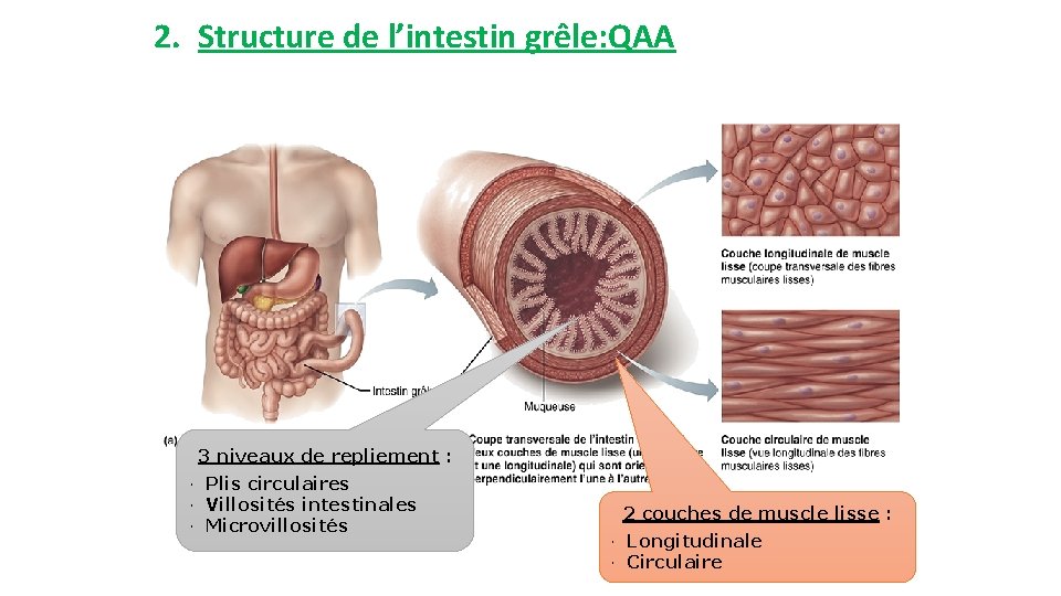 2. Structure de l’intestin grêle: QAA 3 niveaux de repliement : • Plis circulaires