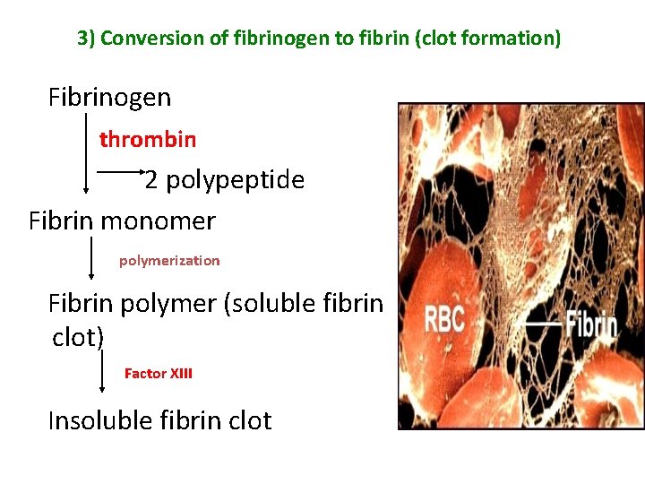 3) Conversion of fibrinogen to fibrin (clot formation) Fibrinogen thrombin 2 polypeptide Fibrin monomer 3) Conversion of fibrinogen to fibrin (clot formation) Fibrinogen thrombin 2 polypeptide Fibrin monomer