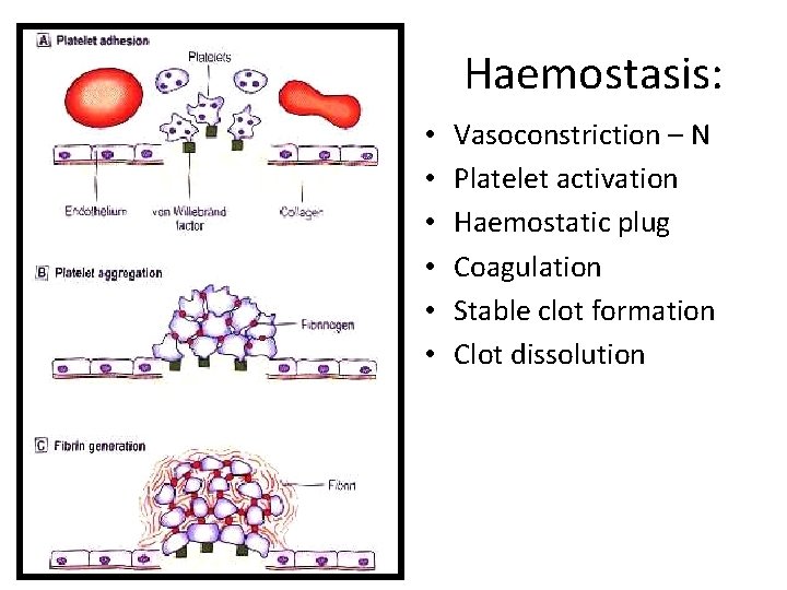 Haemostasis: • • • Vasoconstriction – N Platelet activation Haemostatic plug Coagulation Stable clot