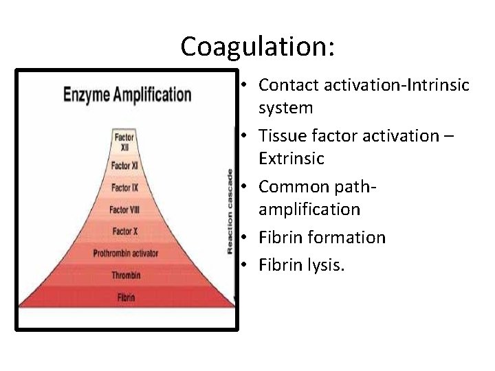 Coagulation: • Contact activation-Intrinsic system • Tissue factor activation – Extrinsic • Common pathamplification