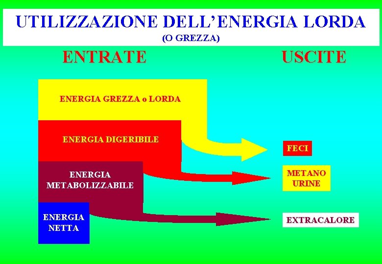 UTILIZZAZIONE DELL’ENERGIA LORDA (O GREZZA) ENTRATE USCITE ENERGIA GREZZA o LORDA ENERGIA DIGERIBILE ENERGIA