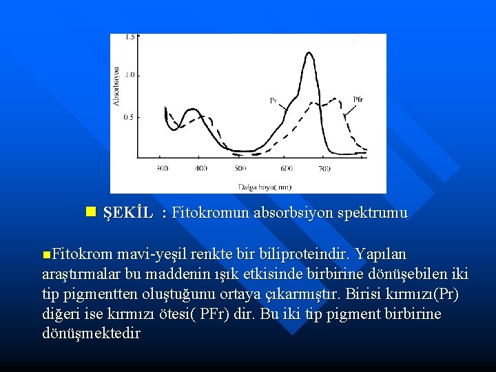 n ŞEKİL : Fitokromun absorbsiyon spektrumu n. Fitokrom mavi-yeşil renkte bir biliproteindir. Yapılan araştırmalar