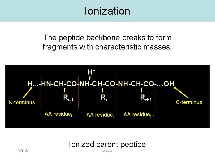 Ionization The peptide backbone breaks to form fragments with characteristic masses. H+ H. .