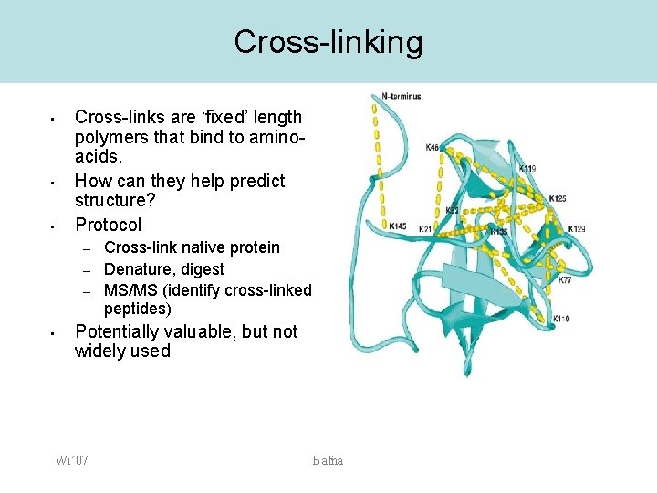 Cross-linking • • • Cross-links are ‘fixed’ length polymers that bind to aminoacids. How