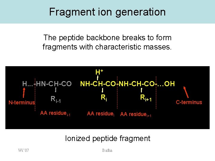 Fragment ion generation The peptide backbone breaks to form fragments with characteristic masses. H+