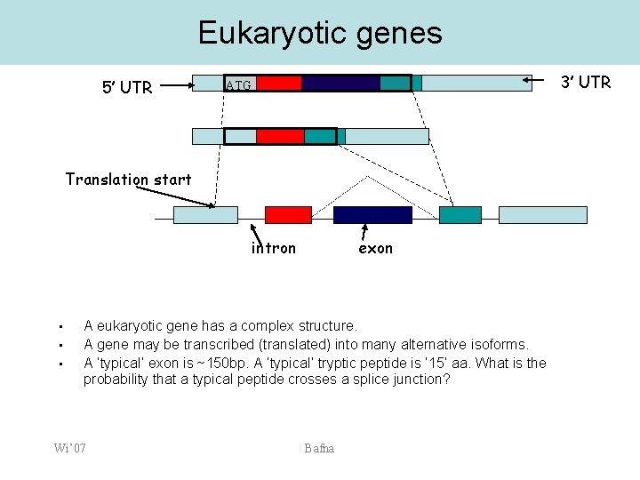 Eukaryotic genes 5’ UTR 3’ UTR ATG Translation start intron • • • exon