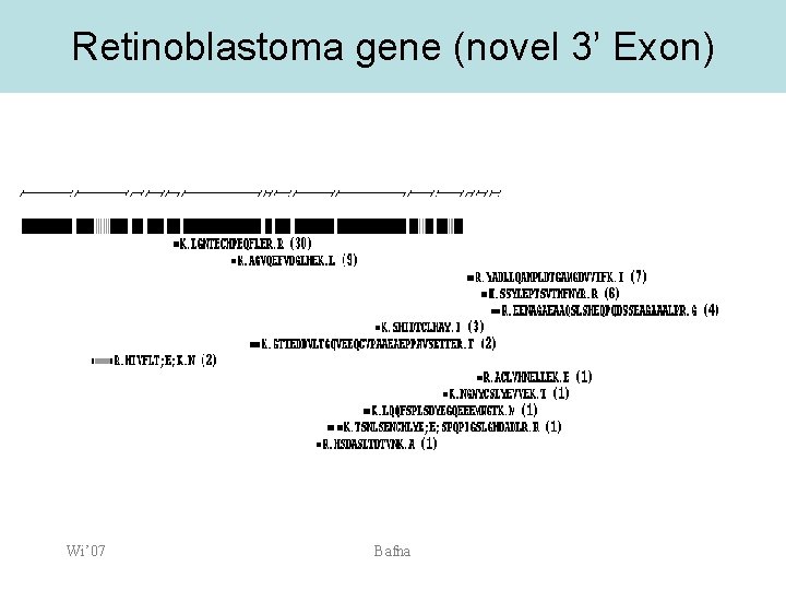 Retinoblastoma gene (novel 3’ Exon) Wi’ 07 Bafna 