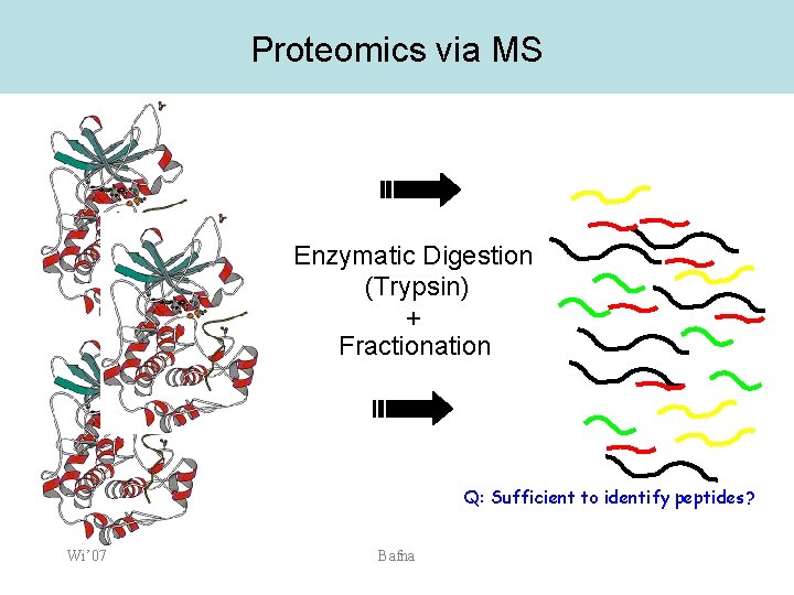 Proteomics via MS Enzymatic Digestion (Trypsin) + Fractionation Q: Sufficient to identify peptides? Wi’