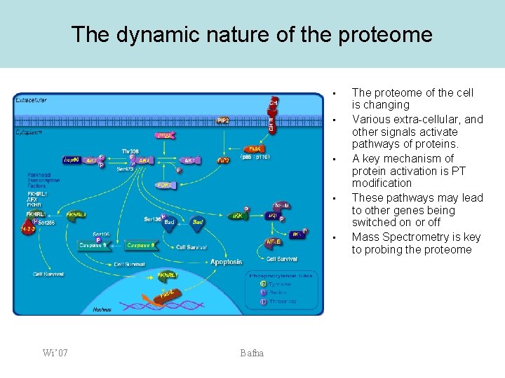 The dynamic nature of the proteome • • • Wi’ 07 Bafna The proteome