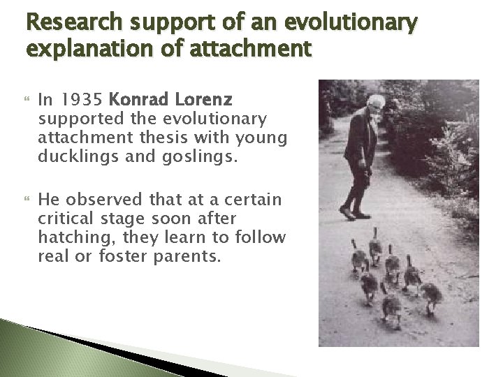 Research support of an evolutionary explanation of attachment In 1935 Konrad Lorenz supported the