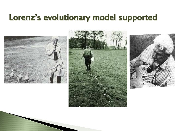 Lorenz’s evolutionary model supported 