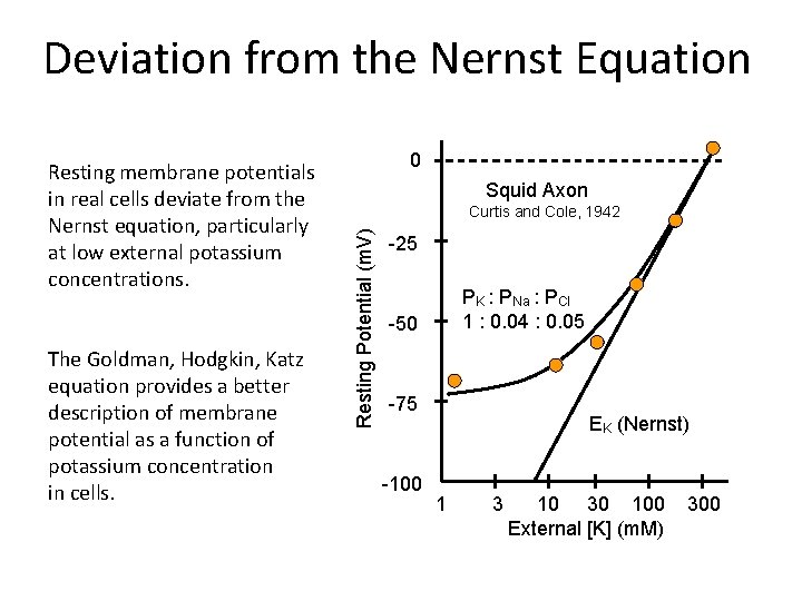 Deviation from the Nernst Equation The Goldman, Hodgkin, Katz equation provides a better description