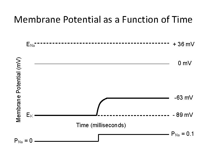 Membrane Potential as a Function of Time Membrane Potential (m. V) ENa + 36