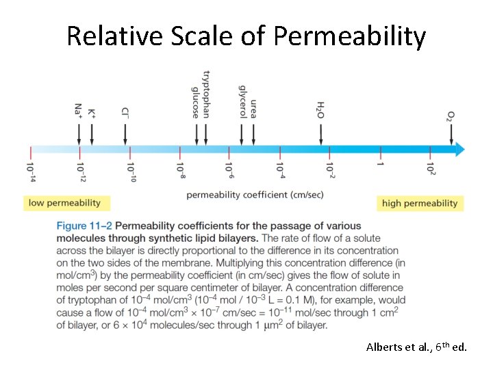 Relative Scale of Permeability Alberts et al. , 6 th ed. 