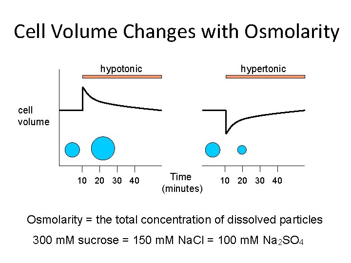 Cell Volume Changes with Osmolarity hypotonic hypertonic cell volume 10 20 30 40 Time