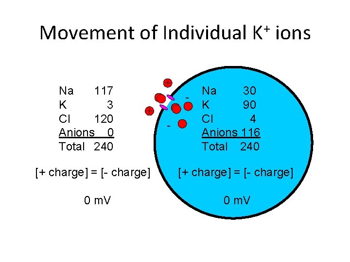 Movement of Individual K+ ions Na 117 K 3 Cl 120 Anions 0 Total