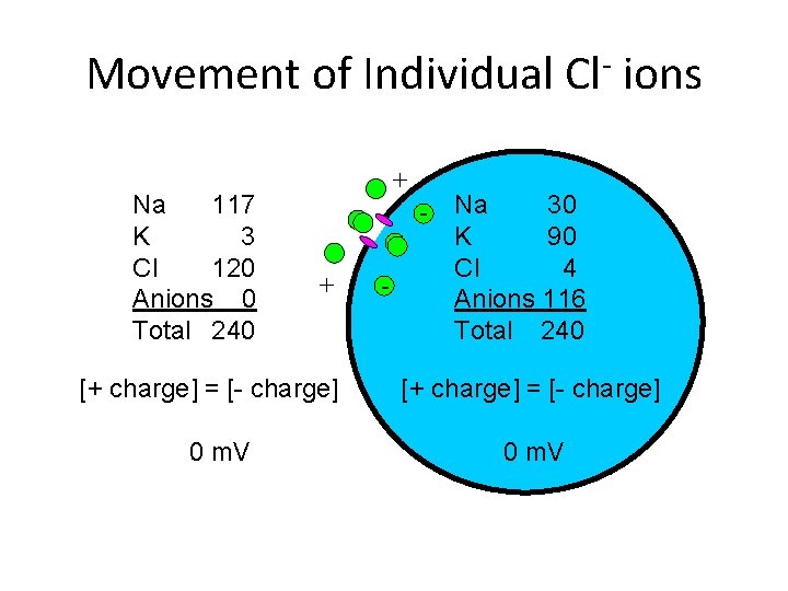 Movement of Individual Cl ions Na 117 K 3 Cl 120 Anions 0 Total