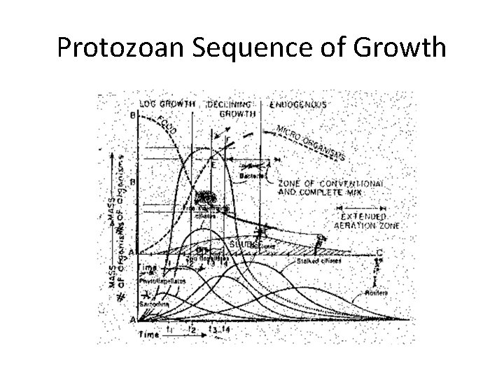 Protozoan Sequence of Growth 