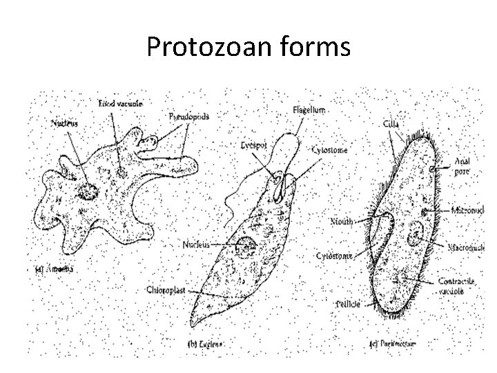 Protozoan forms 
