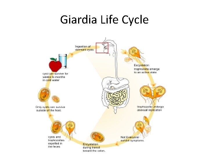 Giardia Life Cycle 