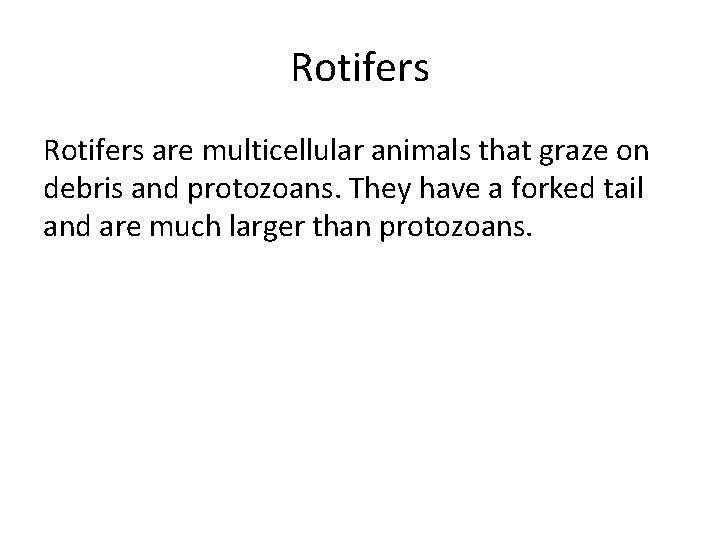 Rotifers are multicellular animals that graze on debris and protozoans. They have a forked