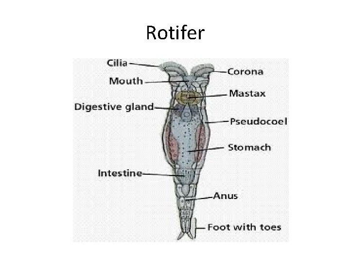 Rotifer 