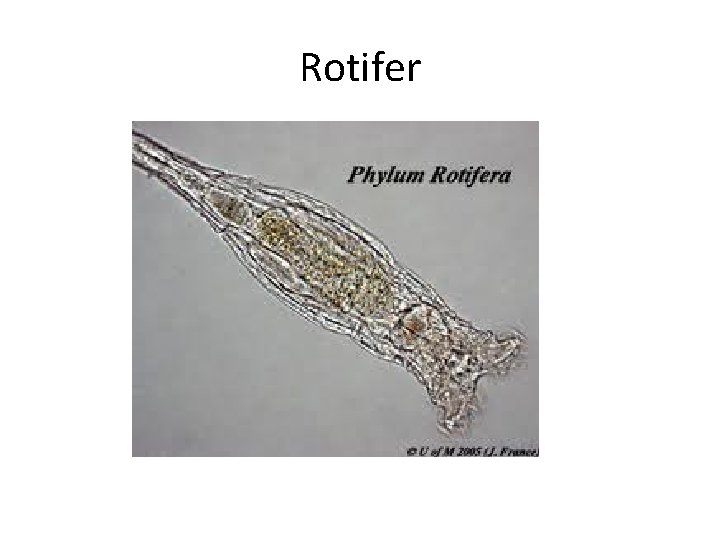 Rotifer 