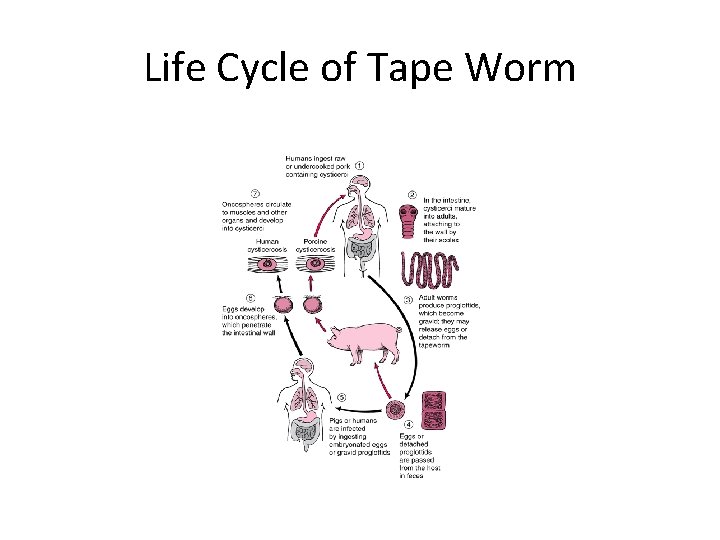 Life Cycle of Tape Worm 