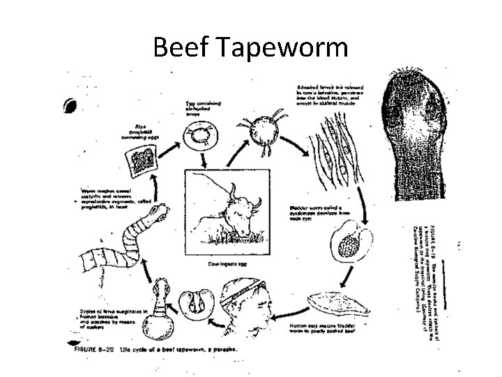 Beef Tapeworm 