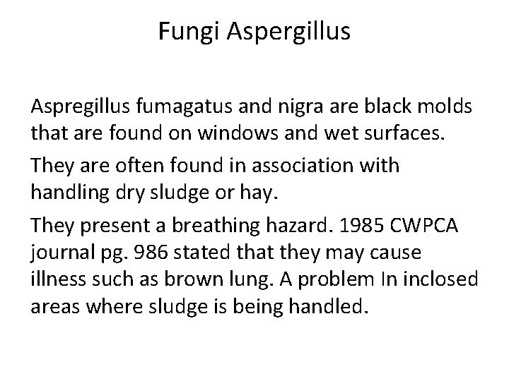 Fungi Aspergillus Aspregillus fumagatus and nigra are black molds that are found on windows