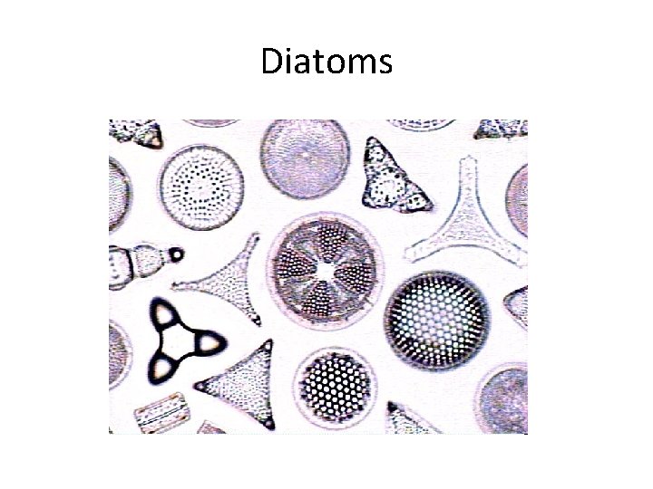 Diatoms 