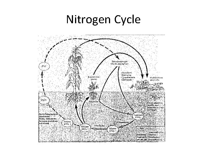 Nitrogen Cycle 