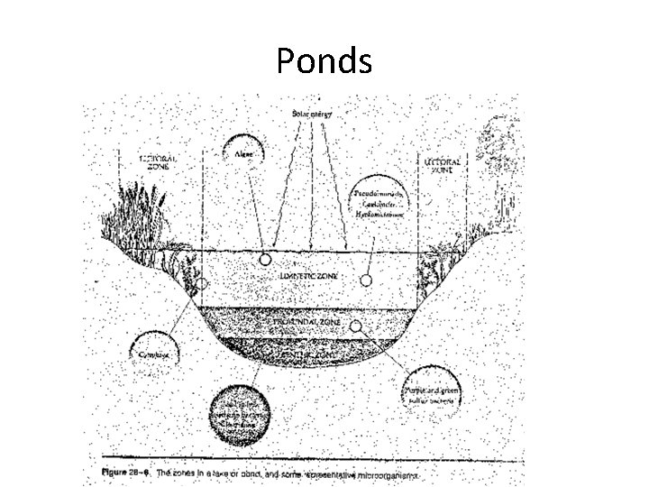 Ponds 