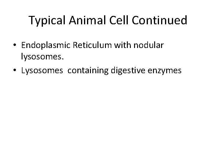 Typical Animal Cell Continued • Endoplasmic Reticulum with nodular lysosomes. • Lysosomes containing digestive
