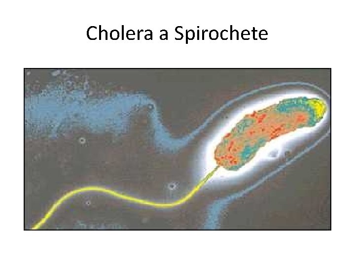 Cholera a Spirochete 