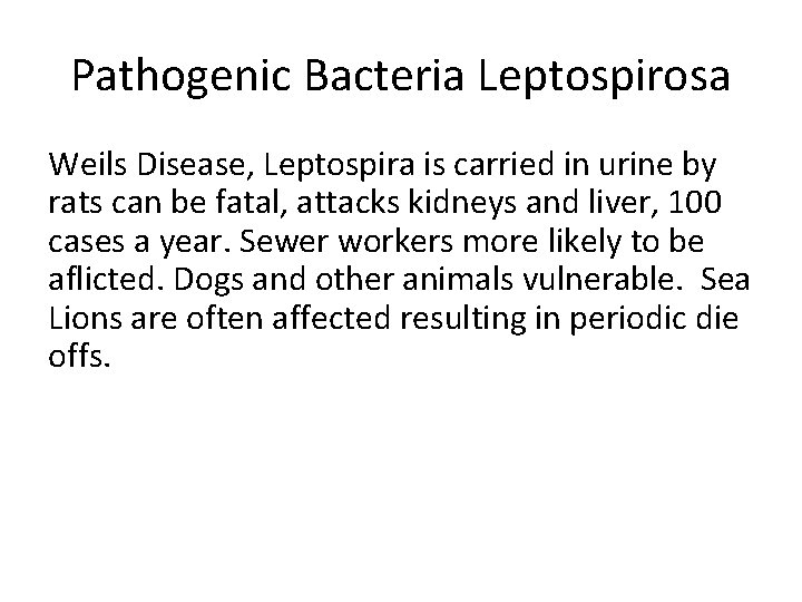 Pathogenic Bacteria Leptospirosa Weils Disease, Leptospira is carried in urine by rats can be