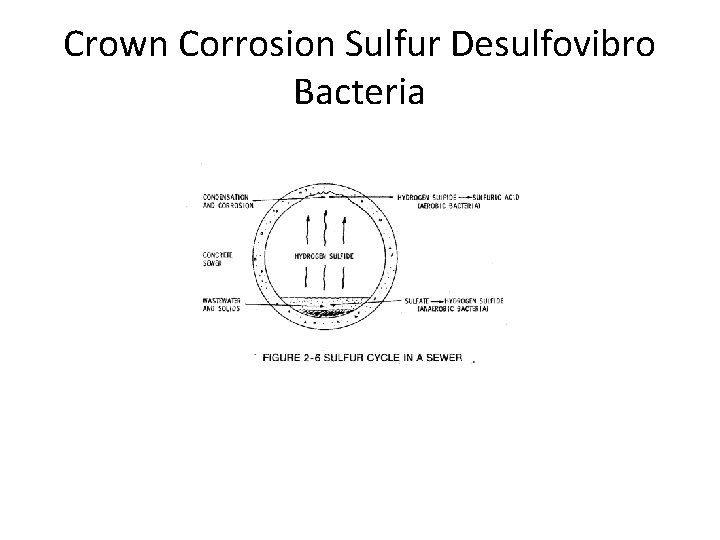 Crown Corrosion Sulfur Desulfovibro Bacteria 