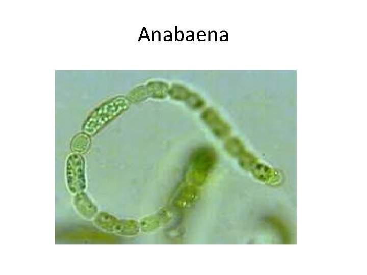 Anabaena 