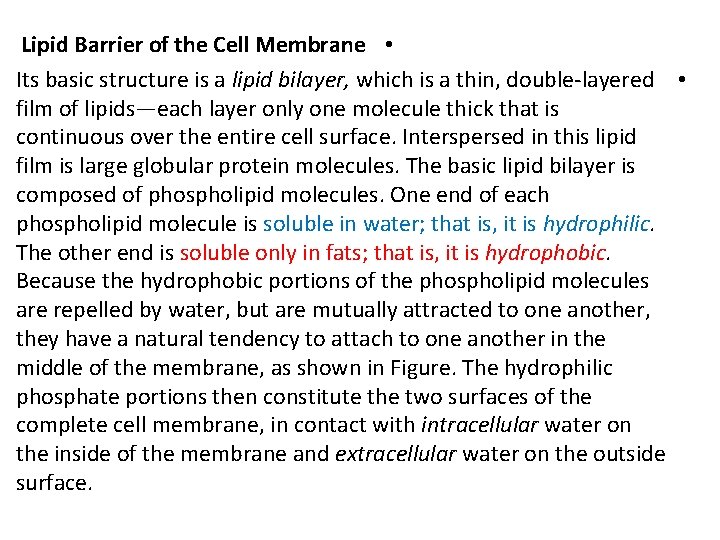Lipid Barrier of the Cell Membrane • Its basic structure is a lipid bilayer,
