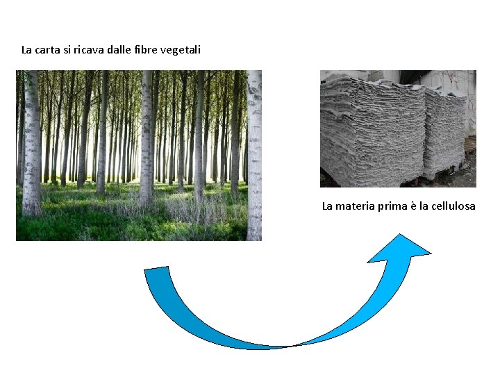 La carta si ricava dalle fibre vegetali La materia prima è la cellulosa 