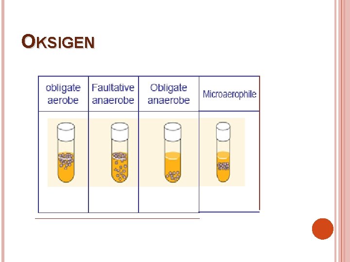 OKSIGEN 