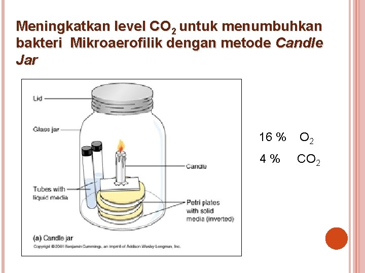 Meningkatkan level CO 2 untuk menumbuhkan bakteri Mikroaerofilik dengan metode Candle Jar 16 %