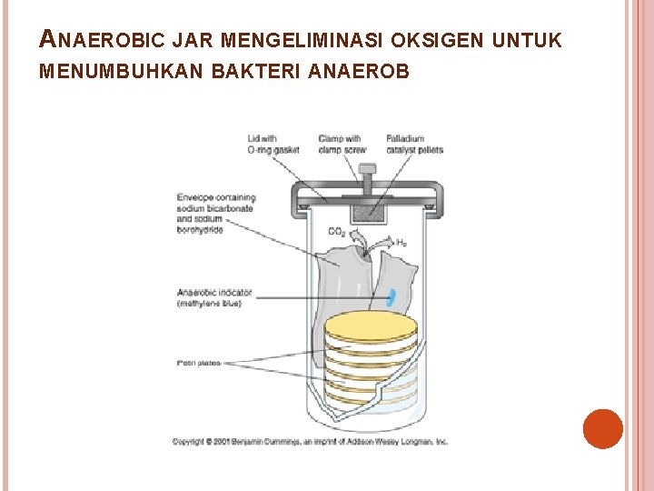 ANAEROBIC JAR MENGELIMINASI OKSIGEN UNTUK MENUMBUHKAN BAKTERI ANAEROB 