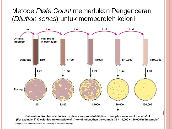 Metode Plate Count memerlukan Pengenceran (Dilution series) untuk memperoleh koloni 