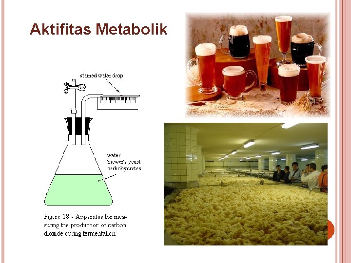 Aktifitas Metabolik 